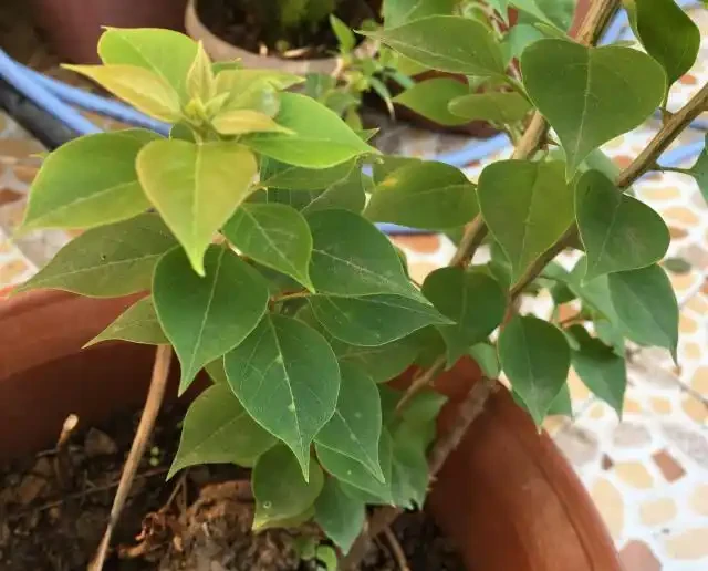 天氣涼了,九重葛還不開花?簡單1步,不久就冒出花蕾,猛開花