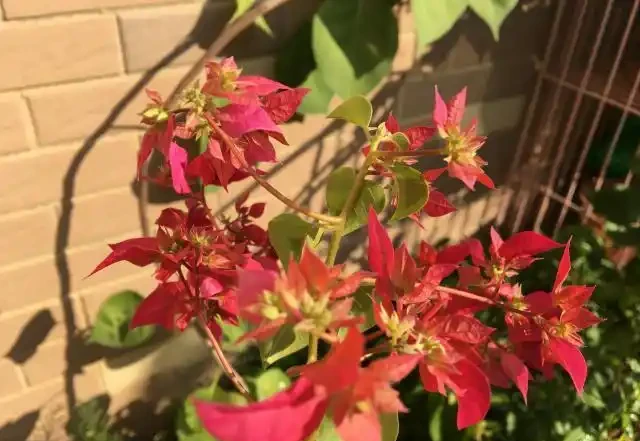 天氣涼了,九重葛還不開花?簡單1步,不久就冒出花蕾,猛開花