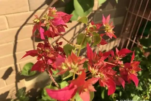 天氣涼了，九重葛還不開花？簡單1步，不久就冒出花蕾，猛開花