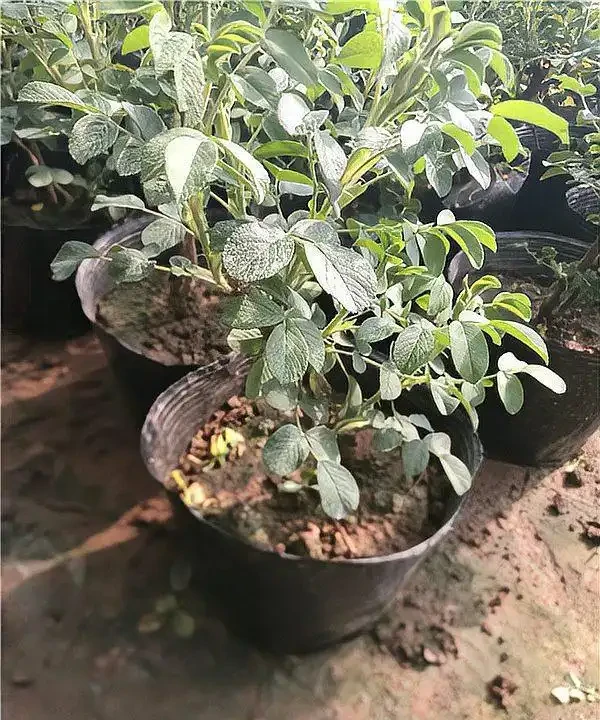 玫瑰花移植全攻略：掌握最佳時機，讓花中皇后茁壯成長！