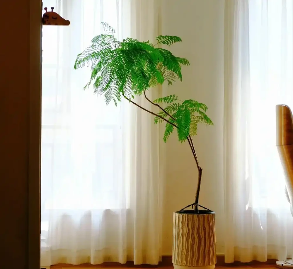 客廳見樹,十有九富!這10種樹「凹造型」絕了,一樹成景,太治癒