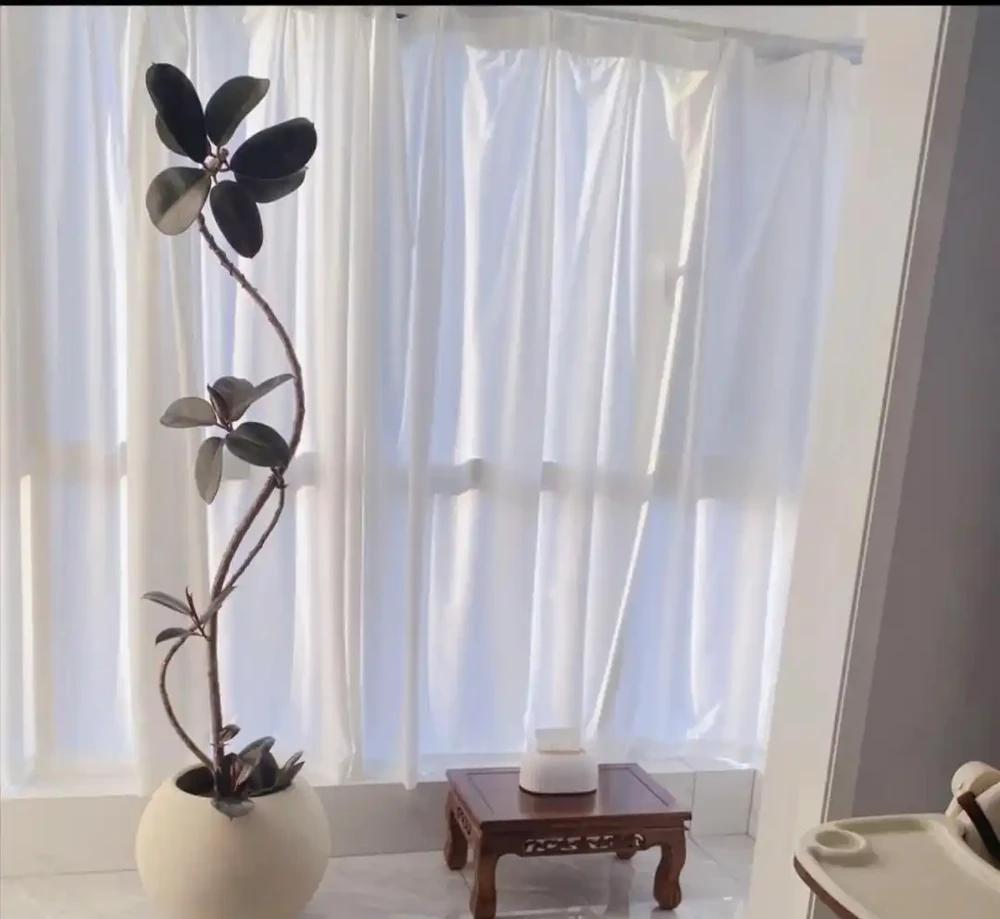 客廳見樹,十有九富!這10種樹「凹造型」絕了,一樹成景,太治癒