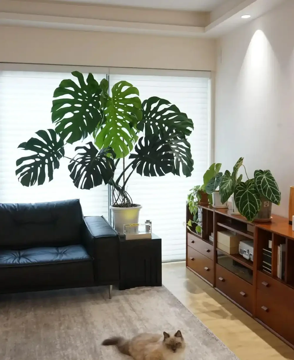 客廳見樹,十有九富!這10種樹「凹造型」絕了,一樹成景,太治癒