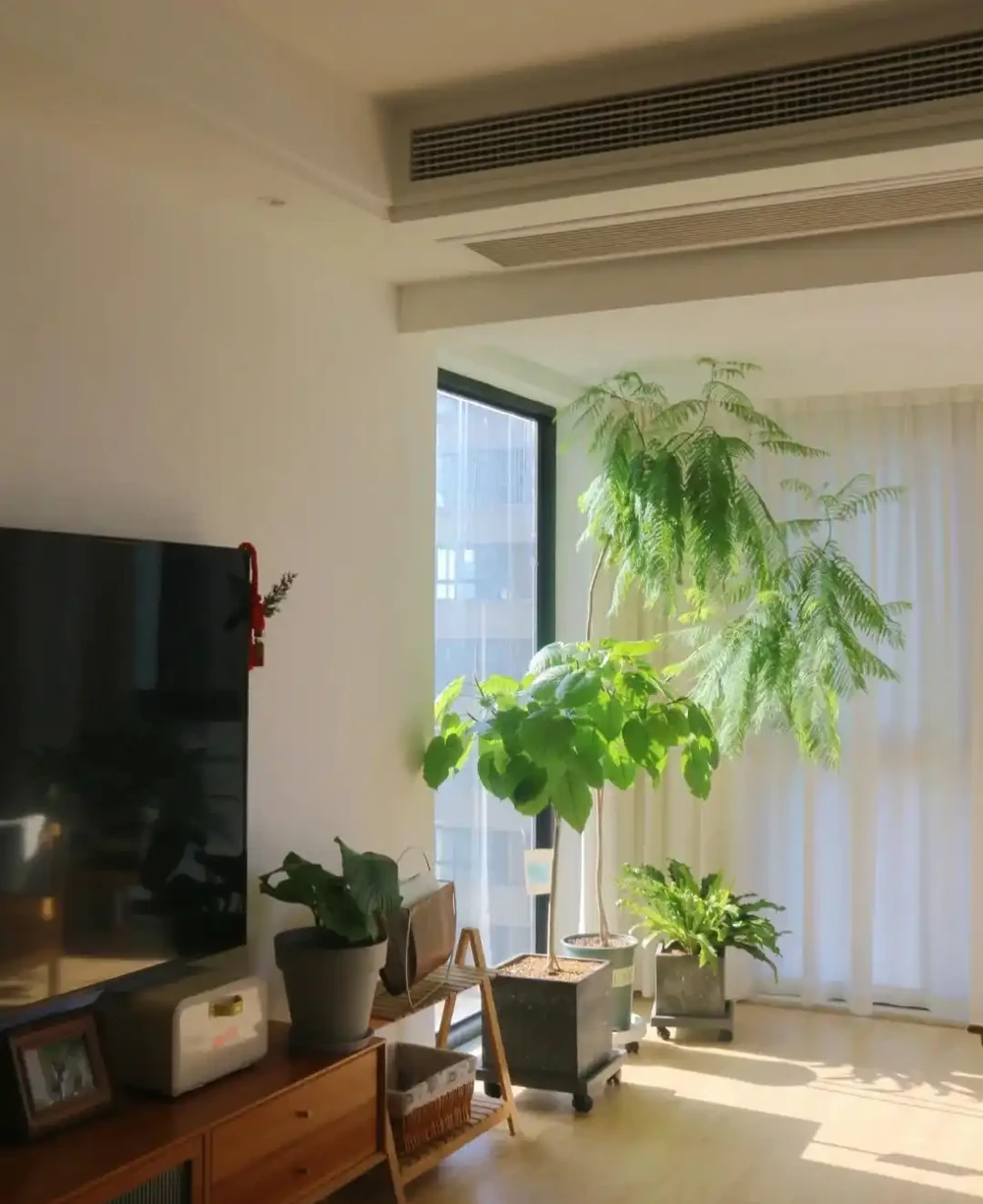 客廳見樹,十有九富!這10種樹「凹造型」絕了,一樹成景,太治癒