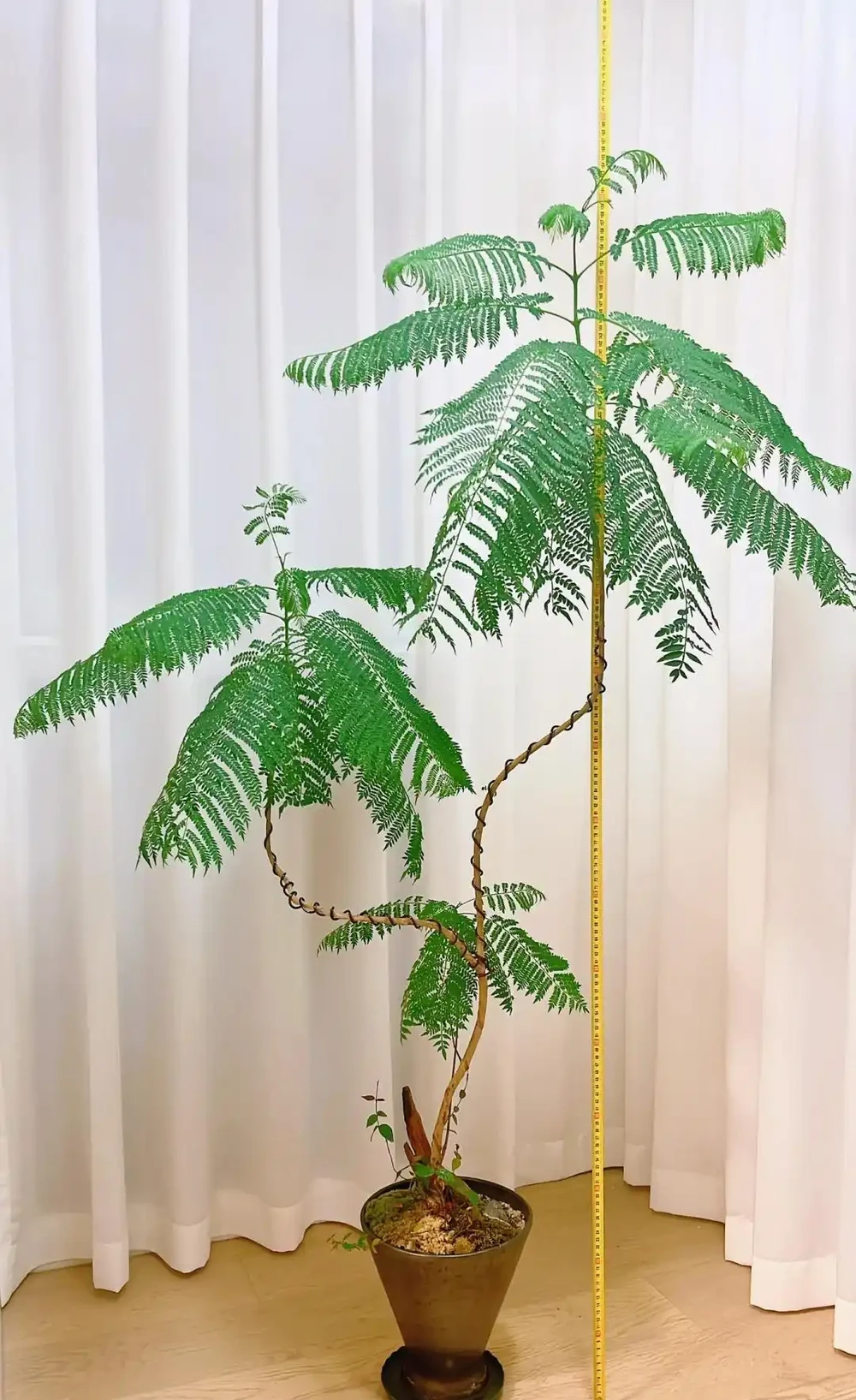客廳見樹,十有九富!這10種樹「凹造型」絕了,一樹成景,太治癒