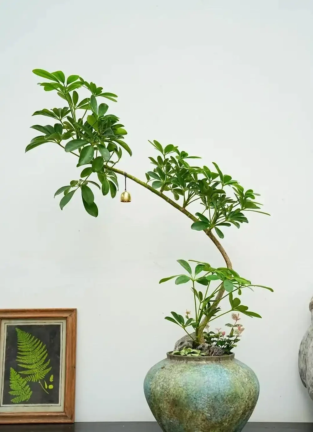 客廳見樹,十有九富!這10種樹「凹造型」絕了,一樹成景,太治癒