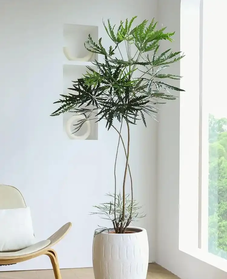 客廳見樹,十有九富!這10種樹「凹造型」絕了,一樹成景,太治癒