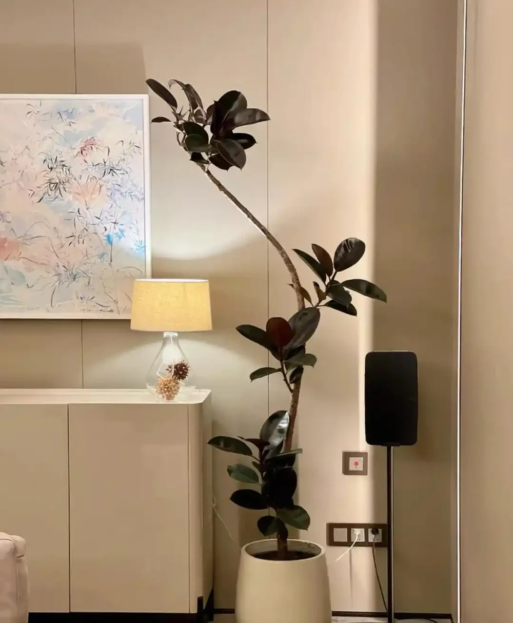 客廳見樹,十有九富!這10種樹「凹造型」絕了,一樹成景,太治癒