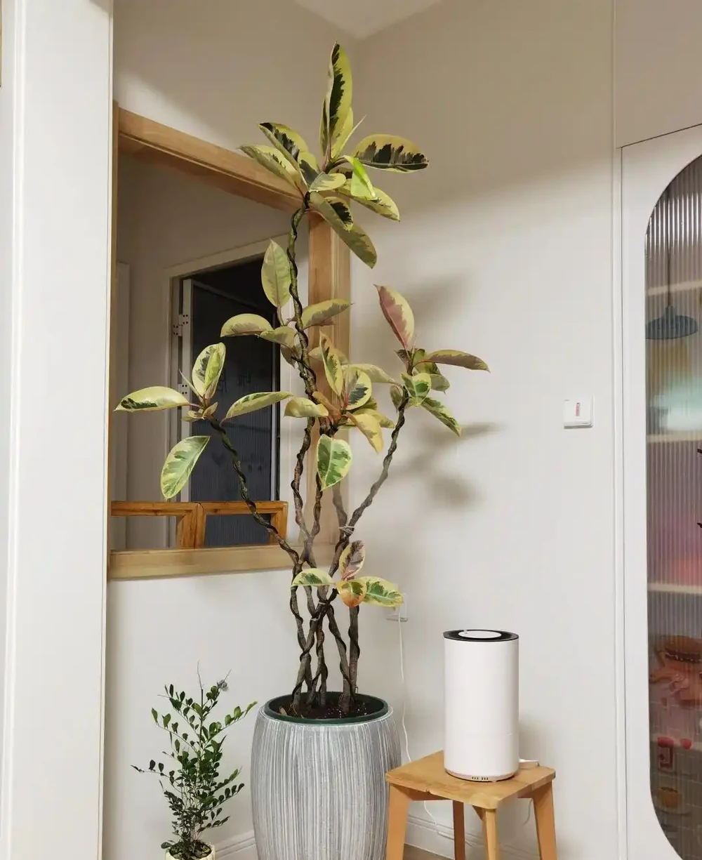 客廳見樹,十有九富!這10種樹「凹造型」絕了,一樹成景,太治癒