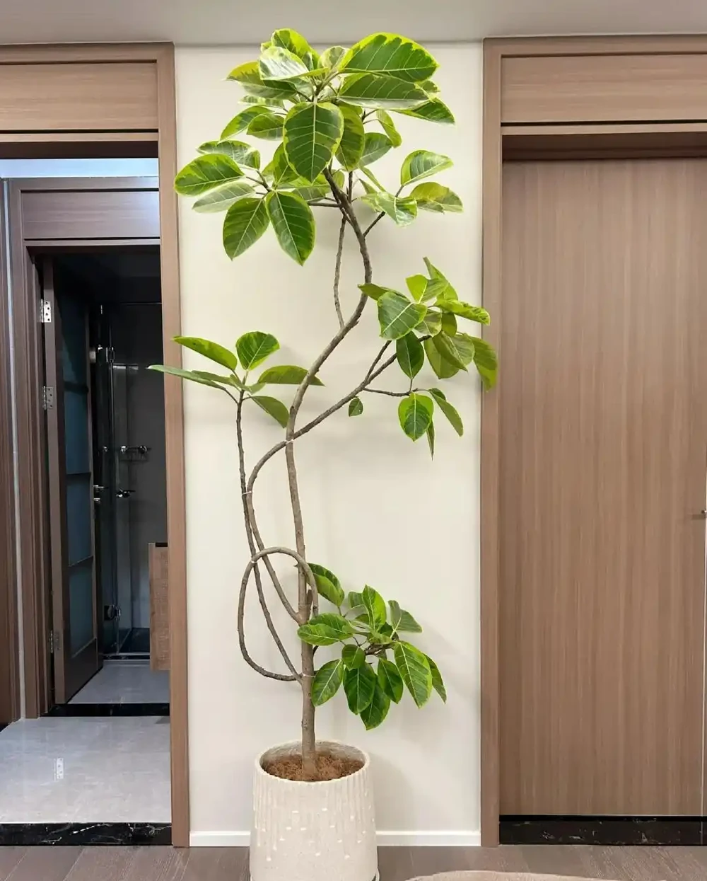 客廳見樹,十有九富!這10種樹「凹造型」絕了,一樹成景,太治癒
