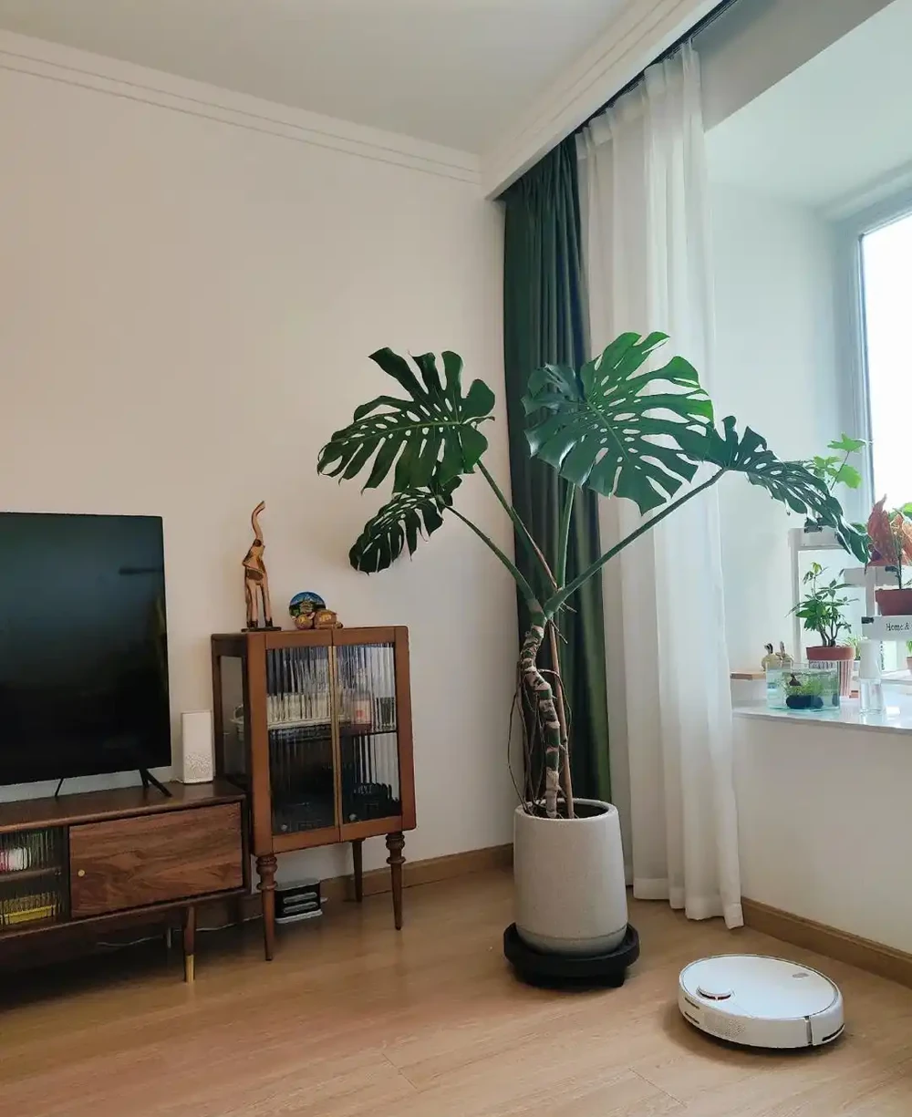 客廳見樹,十有九富!這10種樹「凹造型」絕了,一樹成景,太治癒