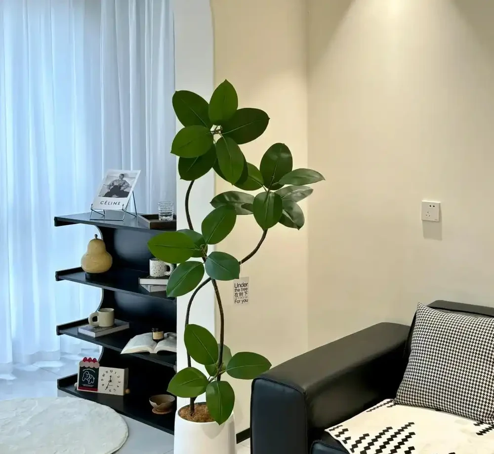 客廳見樹,十有九富!這10種樹「凹造型」絕了,一樹成景,太治癒
