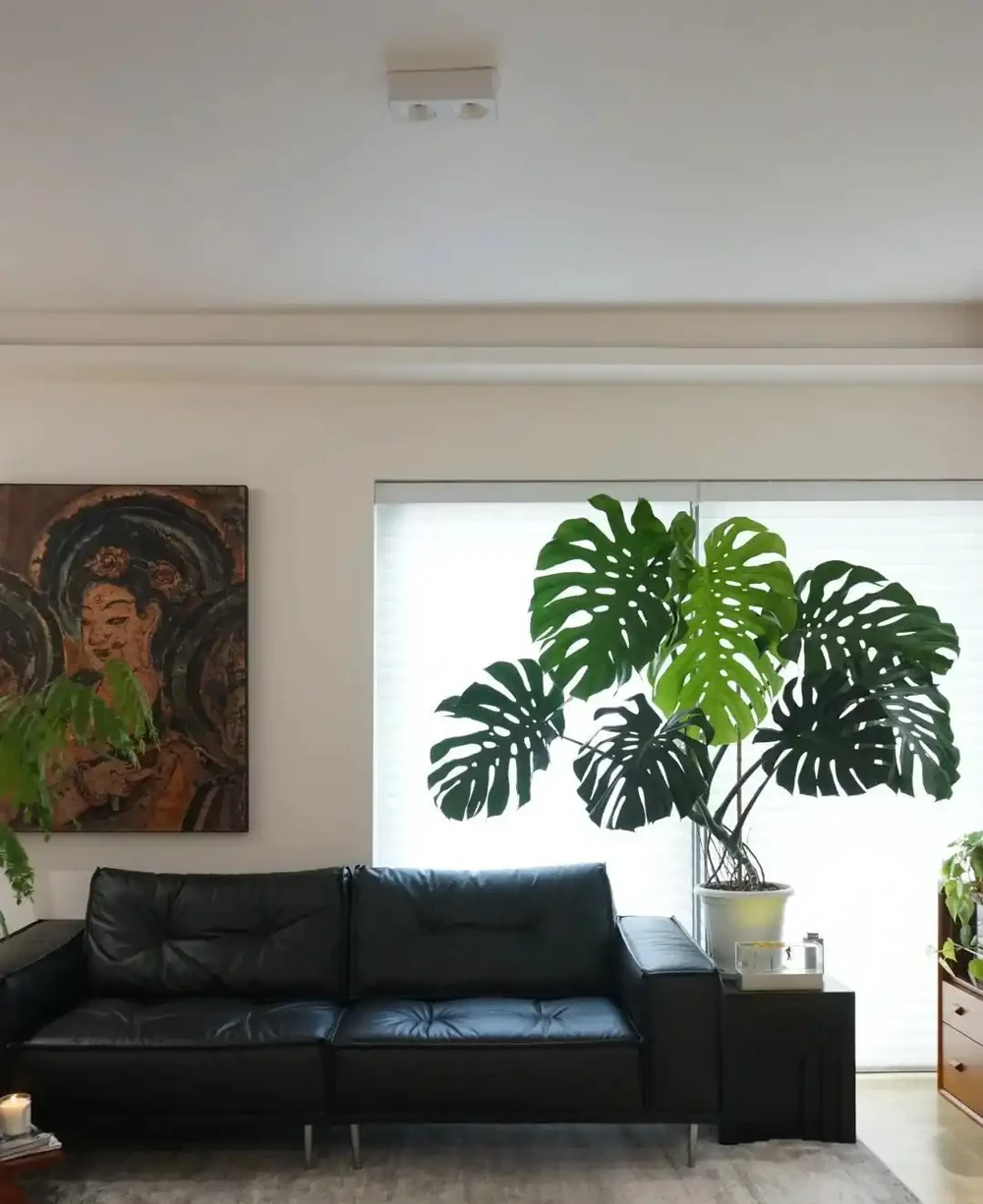 客廳見樹,十有九富!這10種樹「凹造型」絕了,一樹成景,太治癒