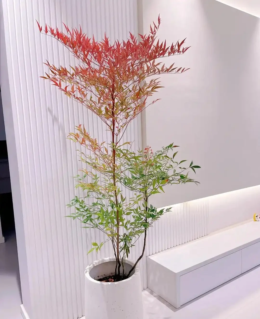 客廳見樹,十有九富!這10種樹「凹造型」絕了,一樹成景,太治癒