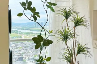客廳見樹，十有九富！這10種樹「凹造型」絕了，一樹成景，太治癒