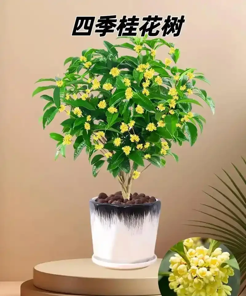 木樨樹葉子乾枯掉落怎麼回事?原因及預防治療措施