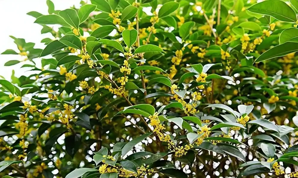 木樨樹葉子乾枯掉落怎麼回事?原因及預防治療措施