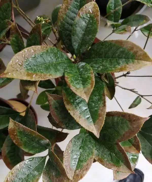 木樨樹葉子乾枯掉落怎麼回事?原因及預防治療措施