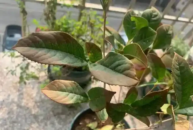 木樨樹葉子乾枯掉落怎麼回事?原因及預防治療措施
