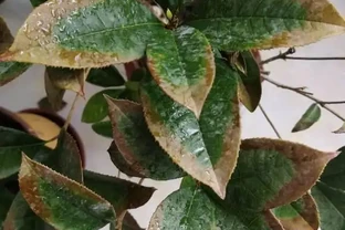 木樨樹葉子乾枯掉落怎麼回事？原因及預防治療措施