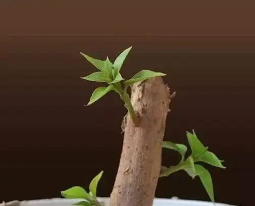 養九重葛,要記住「2招」,開花一茬又一茬,特別勤花,太美了