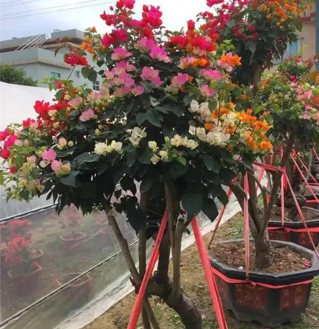 養九重葛,要記住「2招」,開花一茬又一茬,特別勤花,太美了
