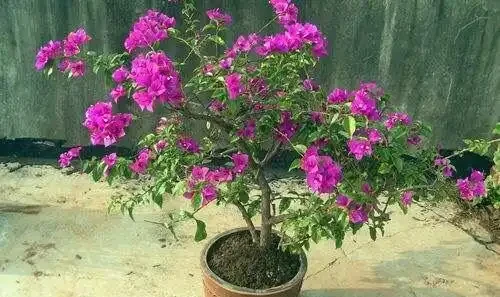 養九重葛,要記住「2招」,開花一茬又一茬,特別勤花,太美了
