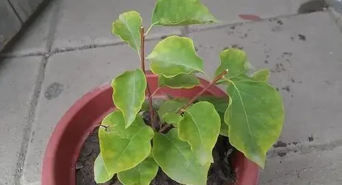 養九重葛,要記住「2招」,開花一茬又一茬,特別勤花,太美了
