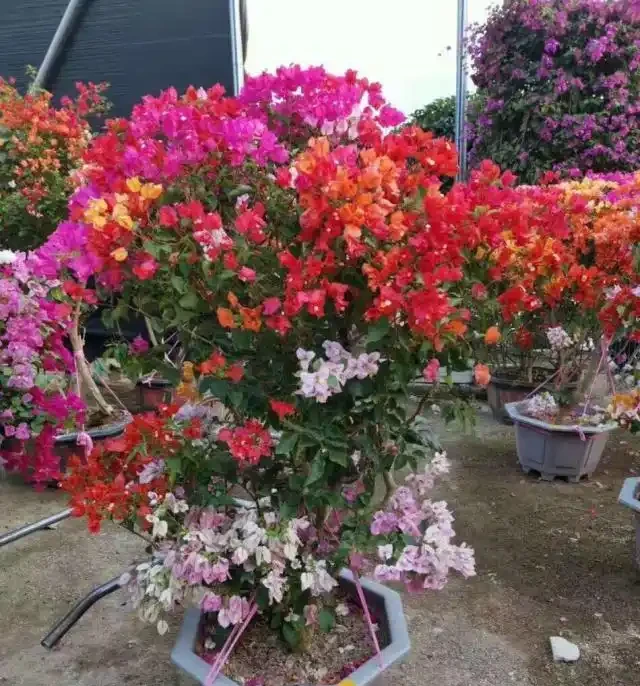 養九重葛，要記住「2招」，開花一茬又一茬，特別勤花，太美了