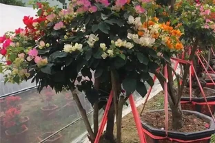 養九重葛，要記住「2招」，開花一茬又一茬，特別勤花，太美了