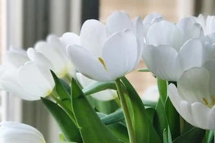 白鶴芋花吸甲醛嗎