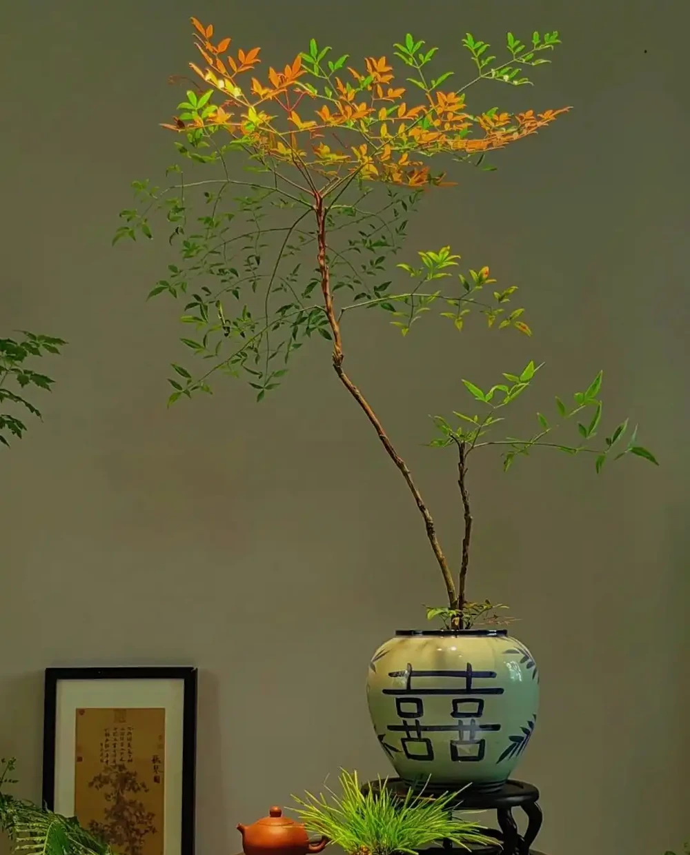 憑「實力」走紅的10種樹,養在「客廳」真哇塞,難怪網友喜歡