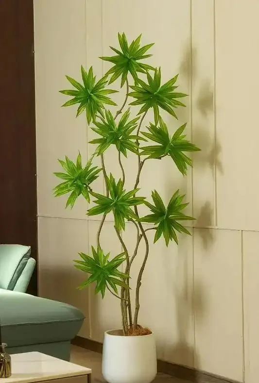 憑「實力」走紅的10種樹,養在「客廳」真哇塞,難怪網友喜歡