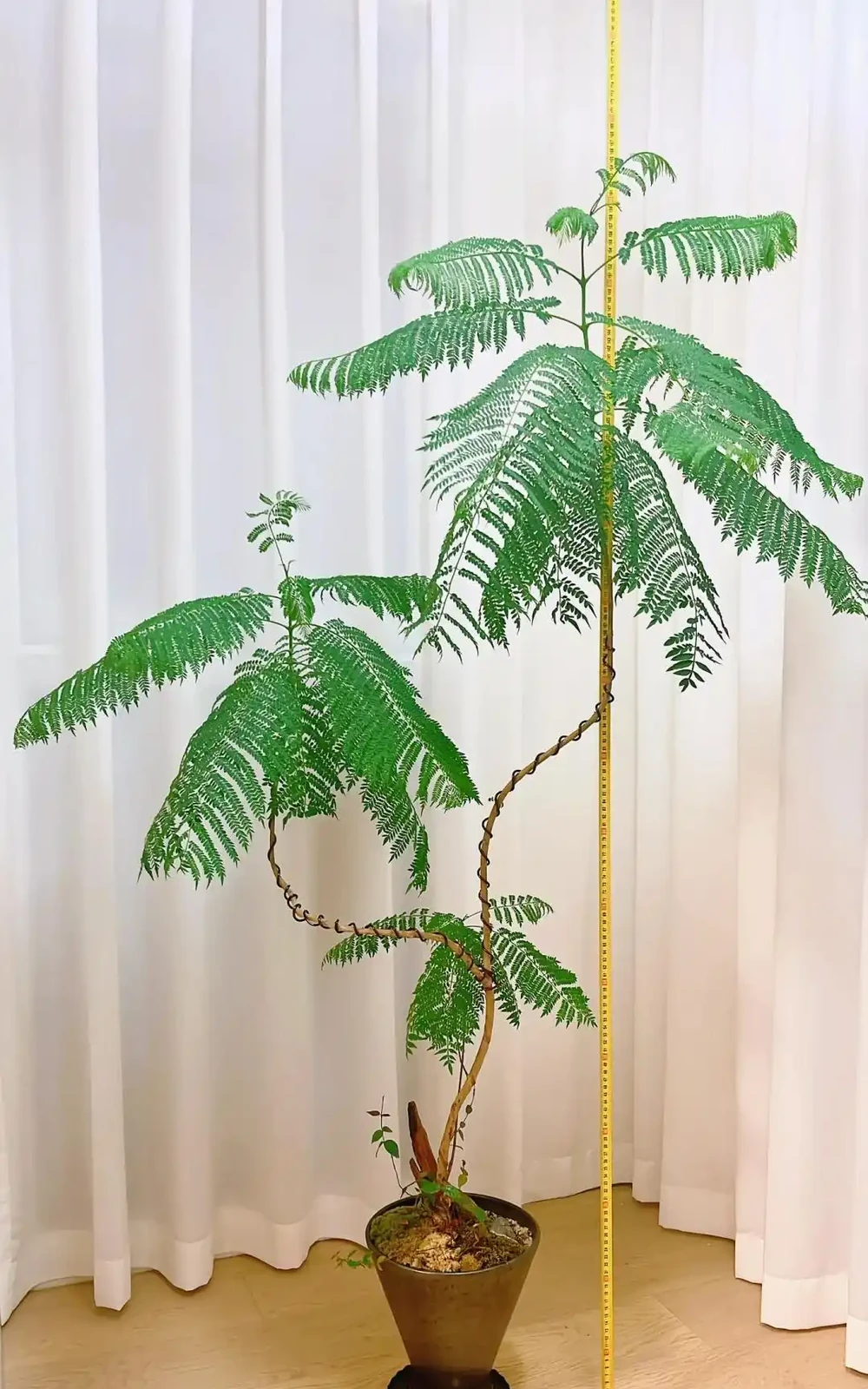 憑「實力」走紅的10種樹,養在「客廳」真哇塞,難怪網友喜歡