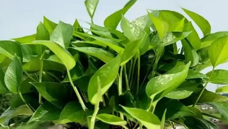 黃金葛為什麼不能曬太陽?搞清楚了,再也不怕黃葉了