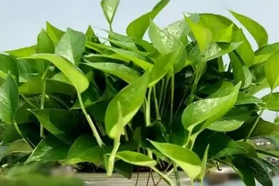 黃金葛為什麼不能曬太陽？搞清楚了，再也不怕黃葉了