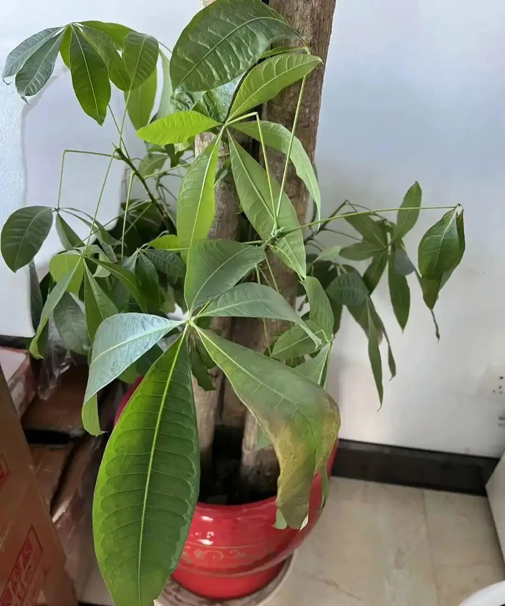 發財樹黃葉掉葉怎麼回事?應該怎麼拯救?
