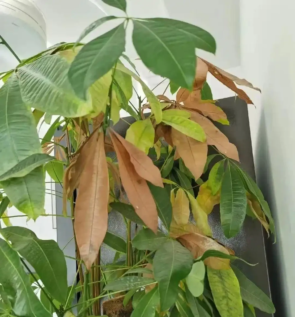 發財樹黃葉掉葉怎麼回事?應該怎麼拯救?