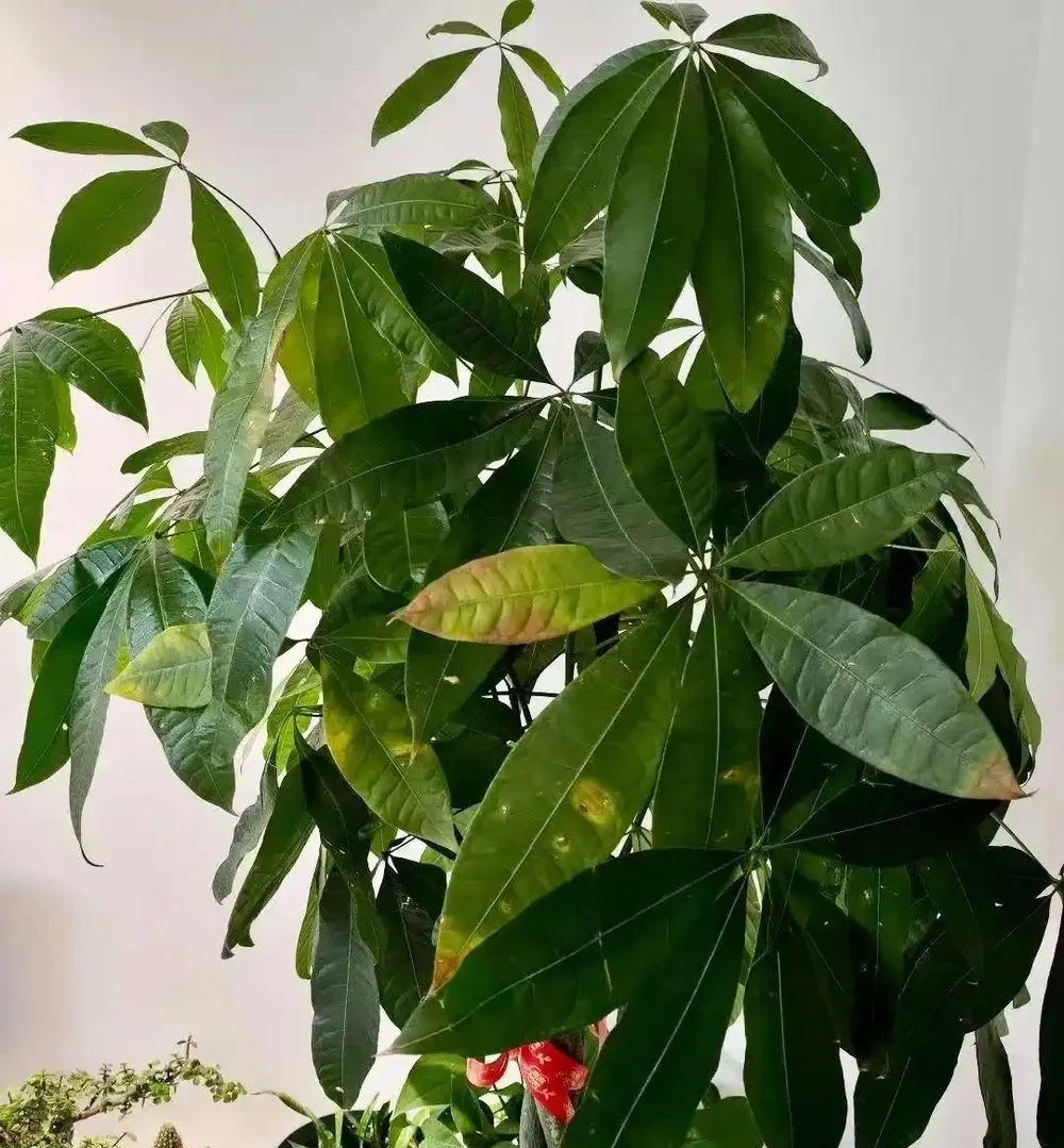 發財樹黃葉掉葉怎麼回事?應該怎麼拯救?