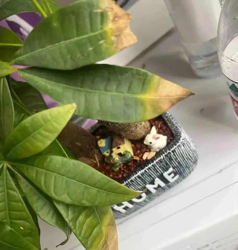 發財樹黃葉掉葉怎麼回事?應該怎麼拯救?