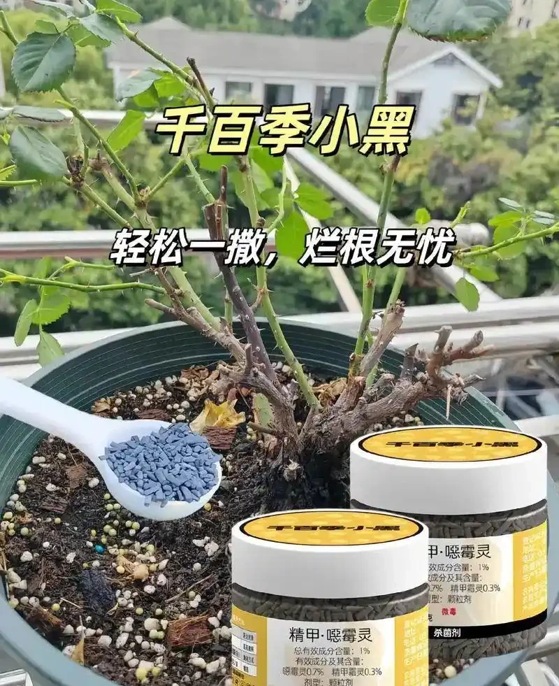 養花如何預防植物出現腐根?園藝師教你,使用千百季小黑解決它!