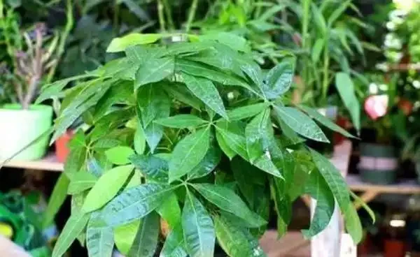 發財樹怎麼施用複合肥料？發財樹施肥注意事項