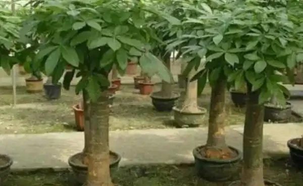 發財樹怎麼施用複合肥料？發財樹施肥注意事項
