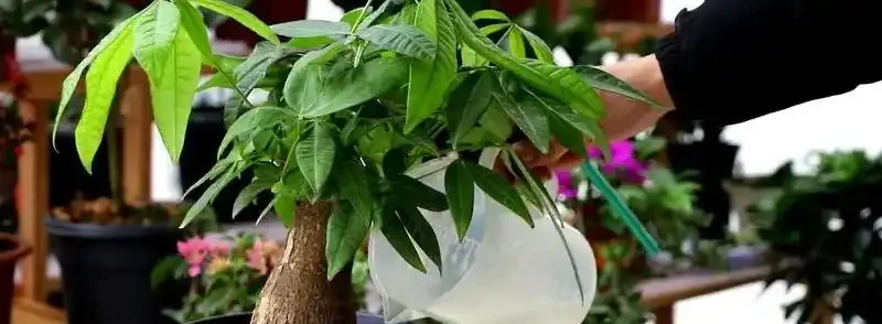 發財樹怎麼施用複合肥料？發財樹施肥注意事項