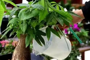 發財樹怎麼施用複合肥料？發財樹施肥注意事項