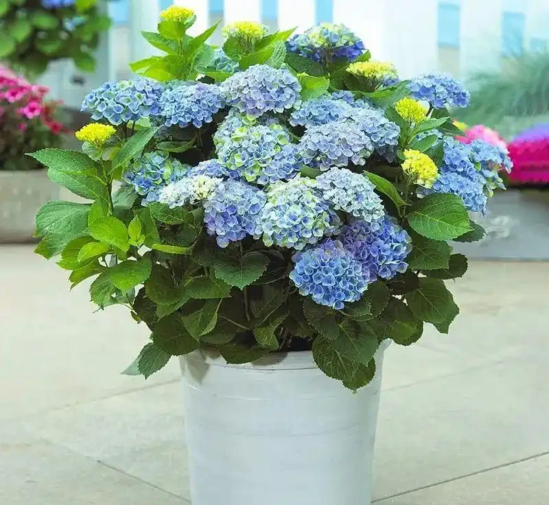 冬天6種花,必須要「剃頭」!下手越狠,開花越旺!