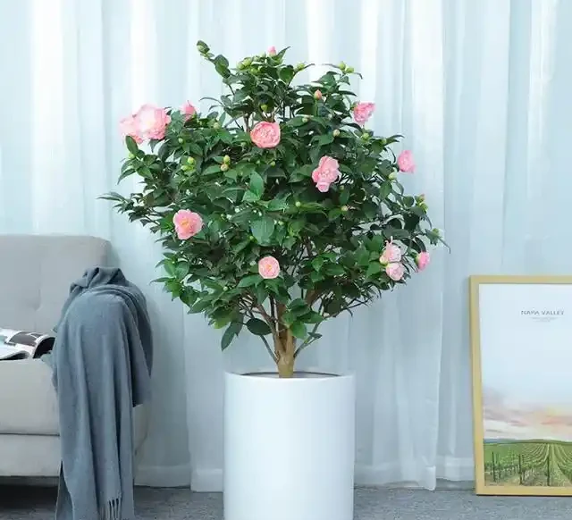 冬天6種花,必須要「剃頭」!下手越狠,開花越旺!