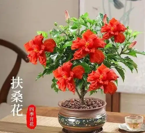 冬天6種花,必須要「剃頭」!下手越狠,開花越旺!