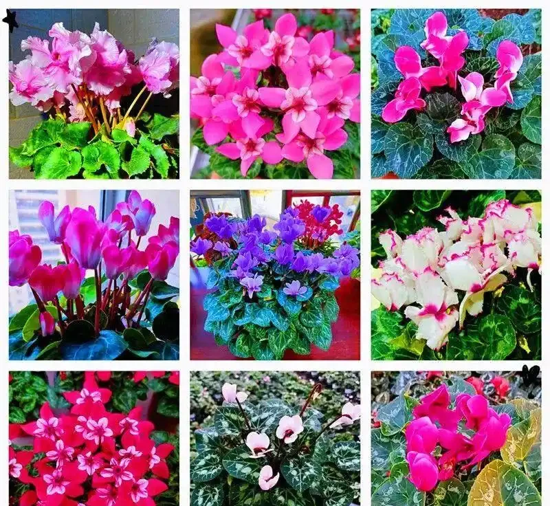 冬天6種花,必須要「剃頭」!下手越狠,開花越旺!