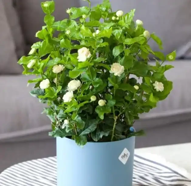 冬天6種花,必須要「剃頭」!下手越狠,開花越旺!